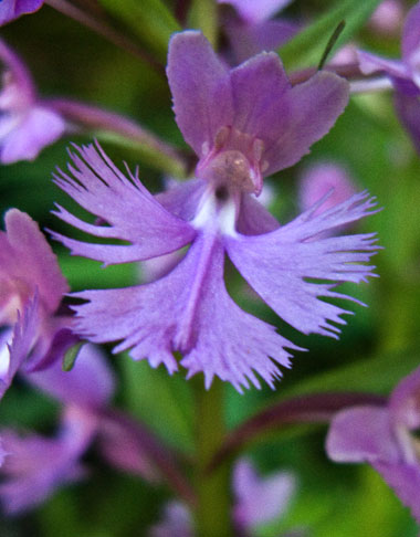 purpleorchidclose